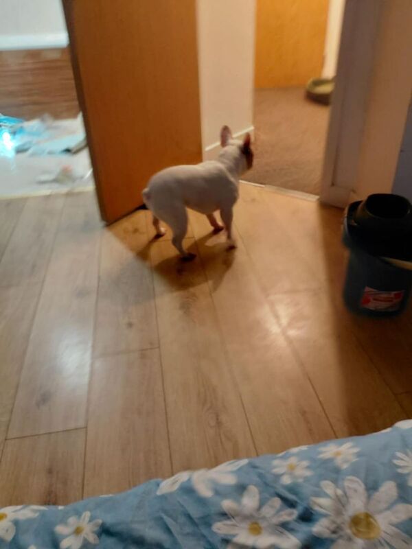 Bulldog - Image 5 of 6