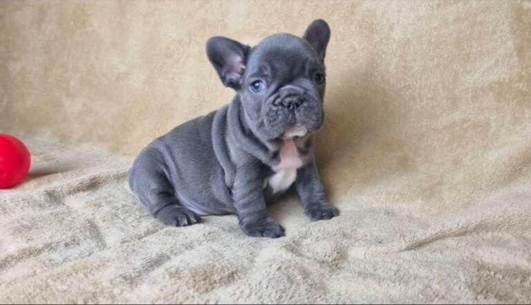 Blue French Bulldog Puppies For Sale