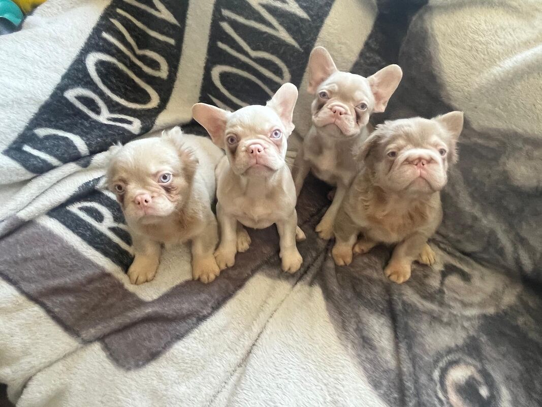 Caramel Pink miniatures - 3 boys - Image 4 of 5