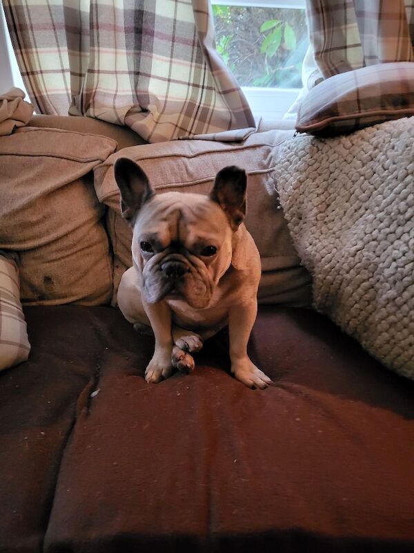 French Bulldog for adoption in Stockport, Manchester – 2 years old - Image 3 of 5