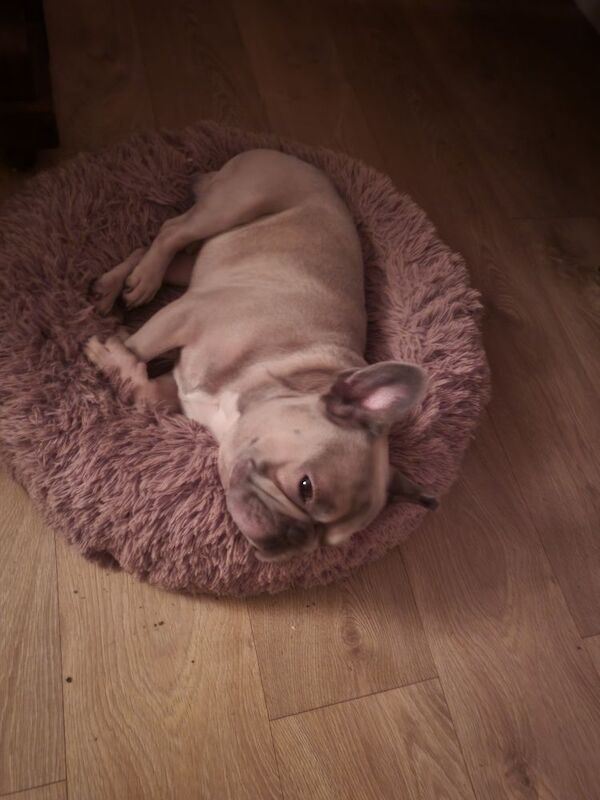 French Bulldog for adoption in Stockport, Manchester – 2 years old - Image 4 of 5