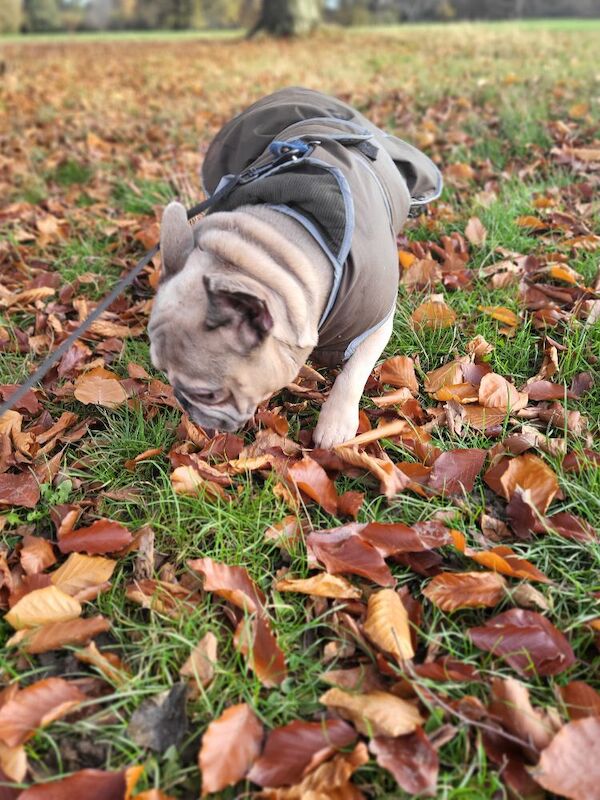 French Bulldog for adoption in Stockport, Manchester – 2 years old - Image 5 of 5