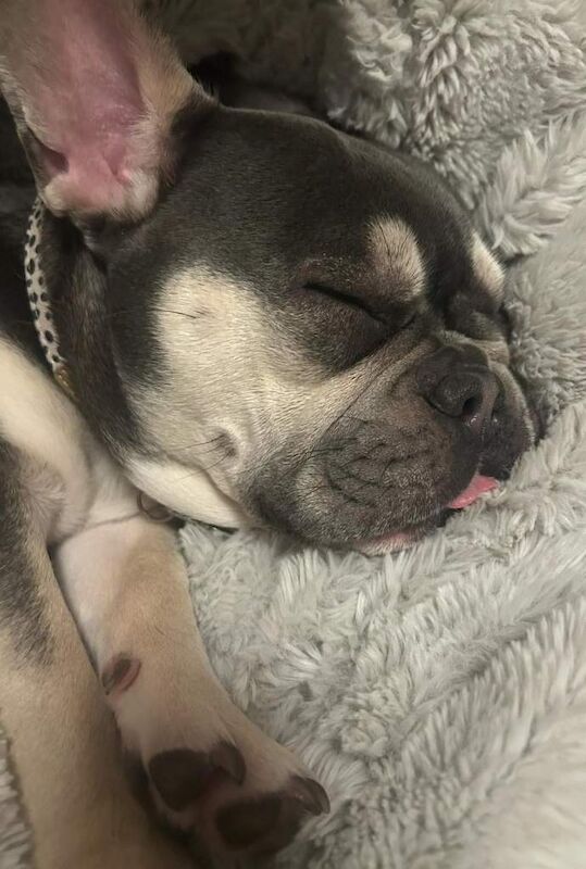 French Bulldog puppies for sale in Newbury, Berkshire – 2 years old