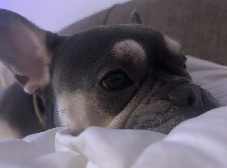 Charlotte - Image 3 of 4