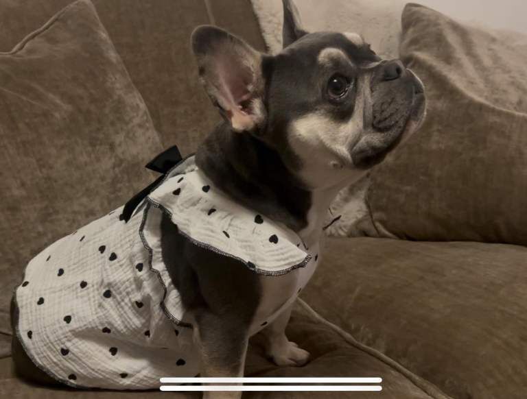 Charlotte - Image 4 of 4