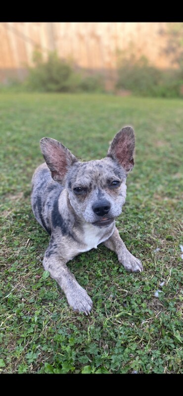 Chihuahua/french bulldog young dog/ puppy