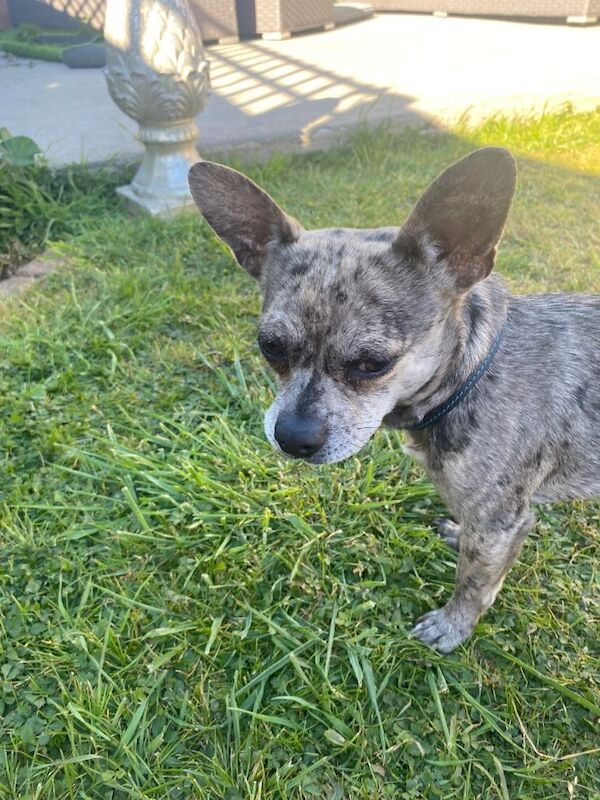 Chihuahua/french bulldog young dog/ puppy - Image 2 of 3