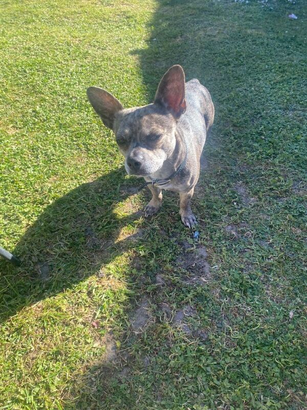 Chihuahua/french bulldog young dog/ puppy - Image 3 of 3