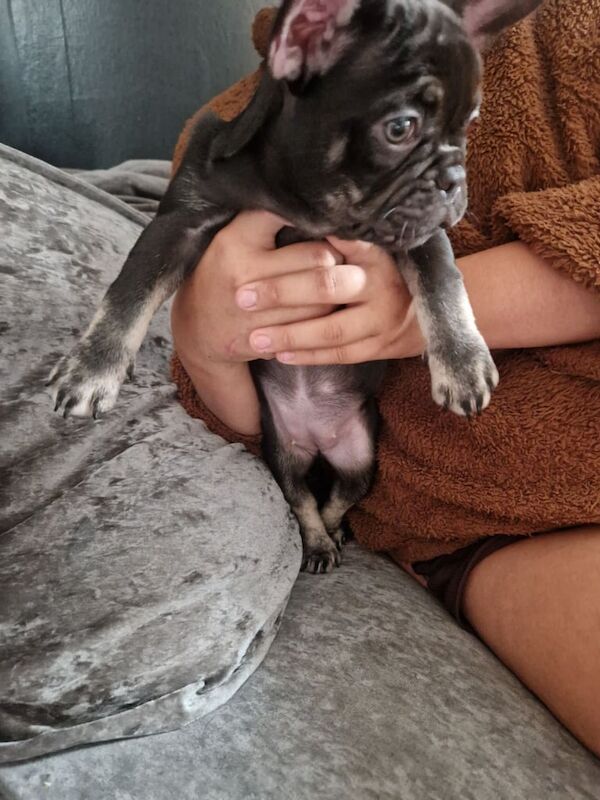 French Bulldog puppies for sale in Manchester, Greater Manchester – 9 weeks old