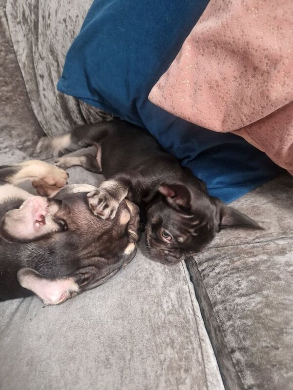 French Bulldog puppies for sale in Manchester, Greater Manchester – 9 weeks old - Image 2 of 3