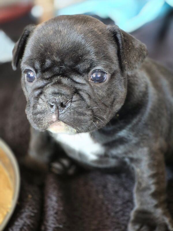 French Bulldog puppies for sale in Lincoln, Lincolnshire – KC registered, 5 weeks old