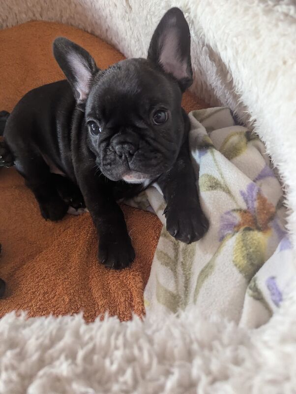 French Bulldog puppies for sale in Lincoln, Lincolnshire – KC registered, 7 weeks old