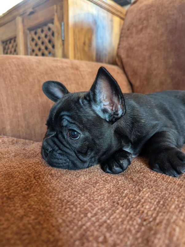 French Bulldog puppies for sale in Lincoln, Lincolnshire – KC registered, 7 weeks old