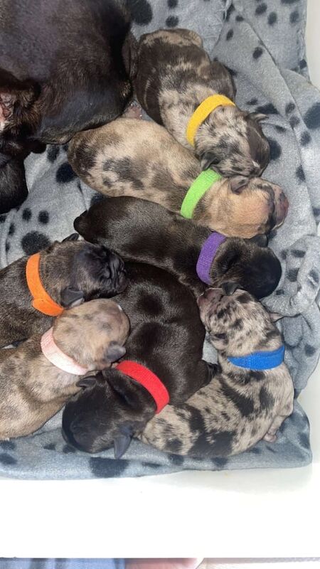 French Bulldog puppies for sale in Belfast, County Antrim – 3 days old