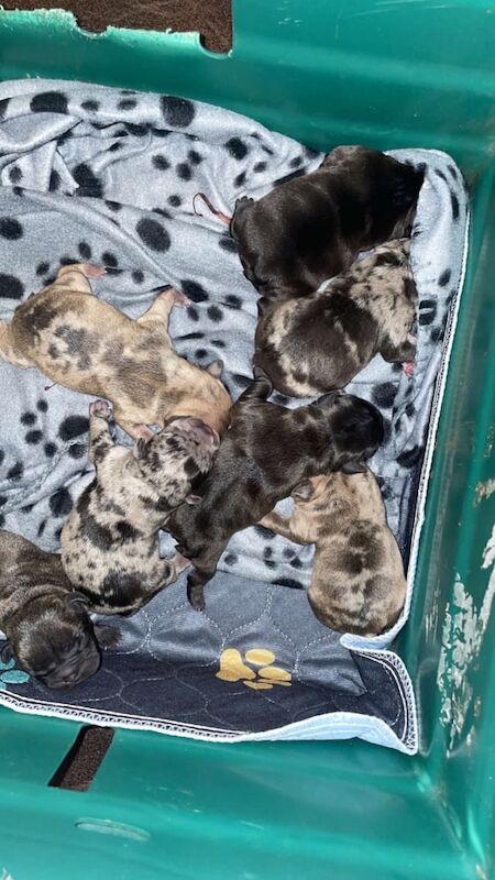 French Bulldog puppies for sale in Belfast, County Antrim – 4 days old - Image 2 of 3
