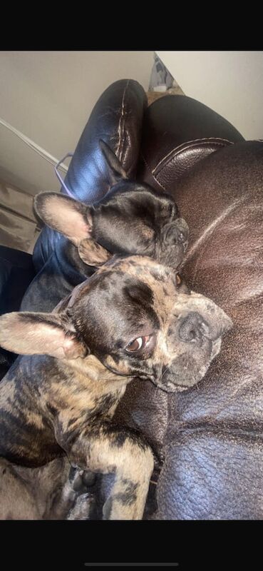 French Bulldog puppies for sale in Belfast, County Antrim – 4 days old - Image 3 of 3