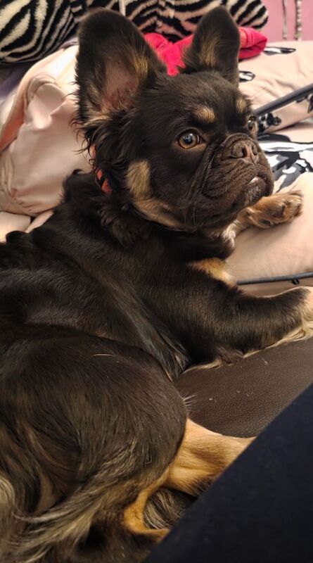 Chocolate & tan tri colour fluffy french bulldog for sale in Bristol, Bristol