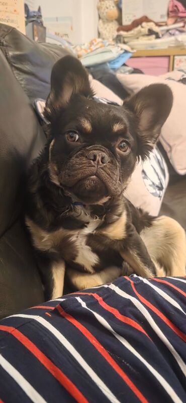 Chocolate & tan tri colour fluffy french bulldog for sale in Bristol, Bristol | Image 2