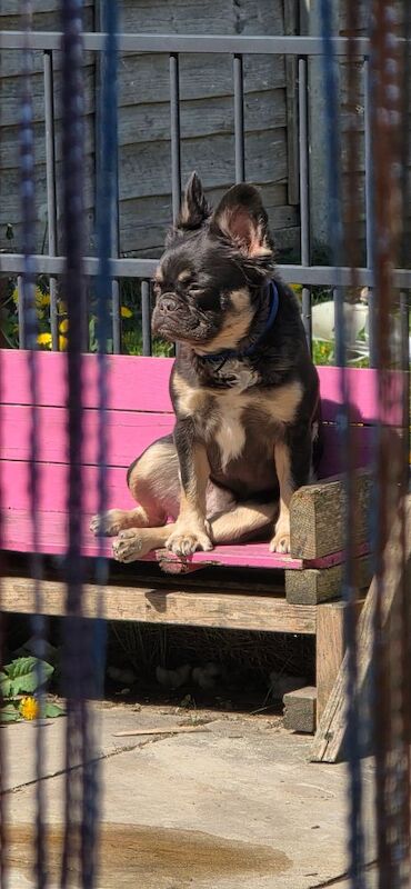 French Bulldog puppies for sale in Bristol, Bristol – KC registered, 1 year old - Image 3 of 5