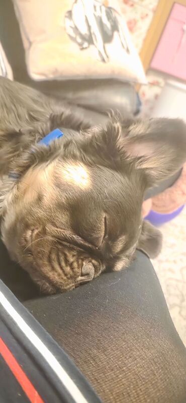 Chocolate & tan tri colour fluffy french bulldog for sale in Bristol, Bristol | Image 4