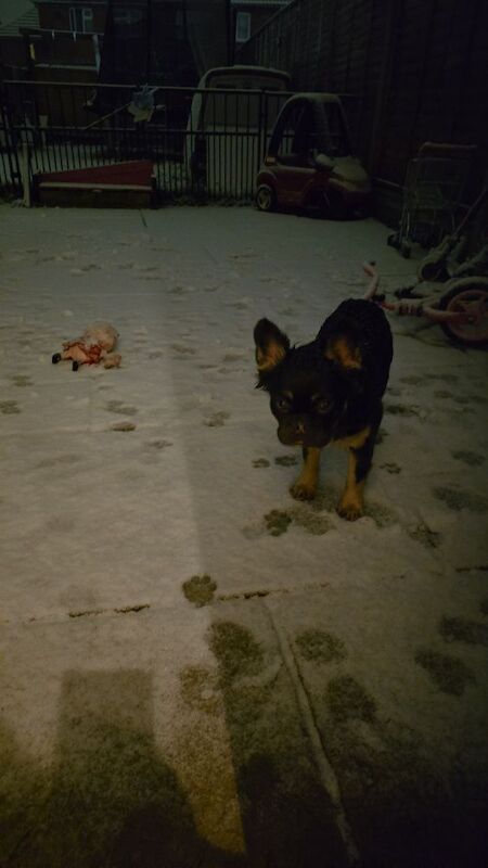 French Bulldog puppies for sale in Bristol, Bristol – KC registered, 1 year old - Image 5 of 5