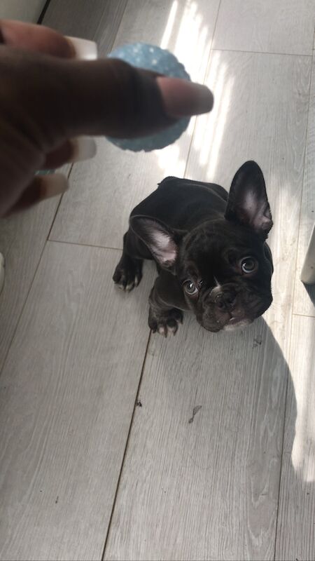 French Bulldog puppies for sale in Nine Elms, Wandsworth, Greater London – KC registered, 2 years old - Image 4 of 9