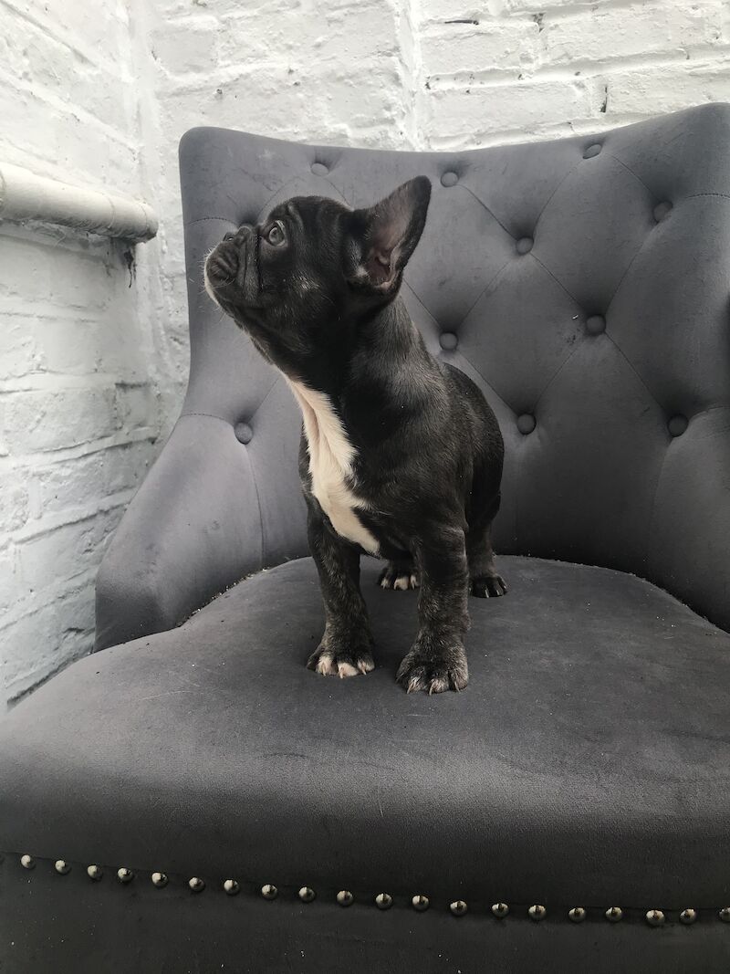 French Bulldog puppies for sale in Nine Elms, Wandsworth, Greater London – KC registered, 2 years old - Image 3 of 9