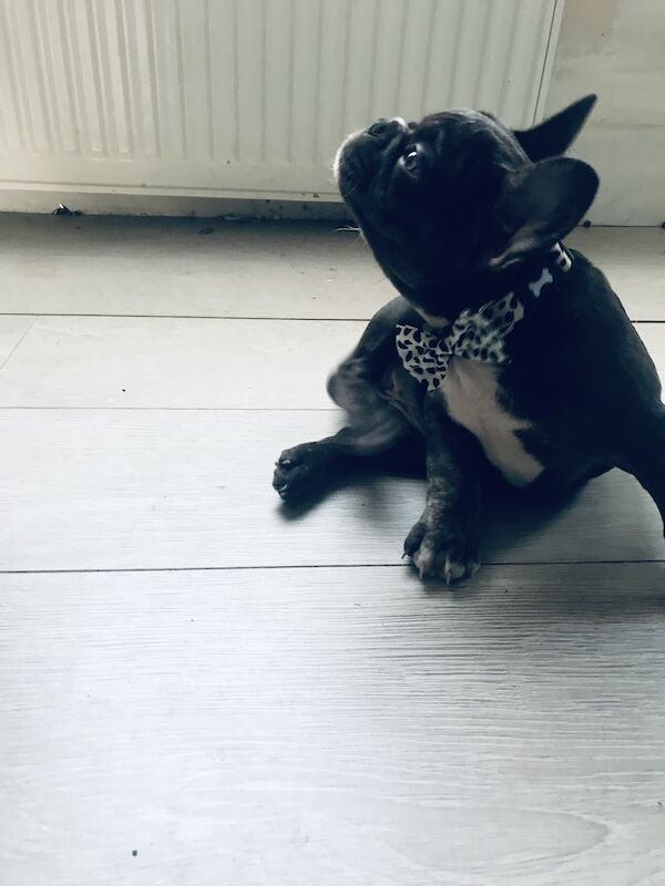 Coco Chanel 🐶💕Female Blue Frenchie 15 months for sale in Nine Elms, Wandsworth, Greater London | Image 2