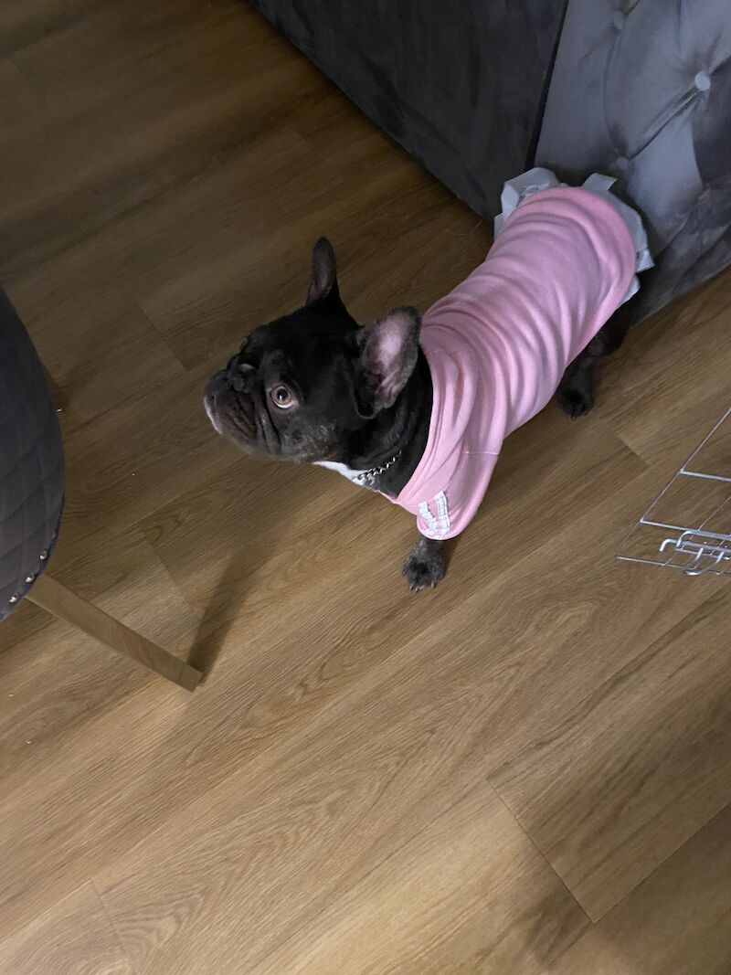 French Bulldog puppies for sale in Nine Elms, Wandsworth, Greater London – KC registered, 2 years old - Image 5 of 9