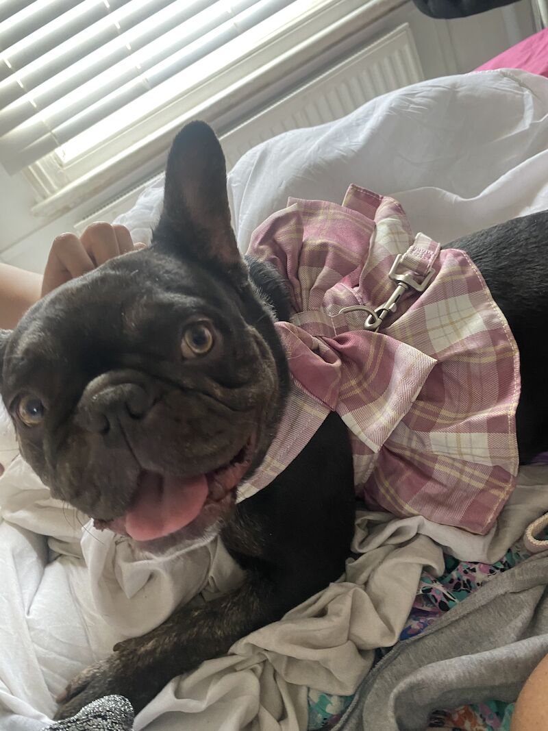 French Bulldog puppies for sale in Nine Elms, Wandsworth, Greater London – KC registered, 2 years old - Image 6 of 9