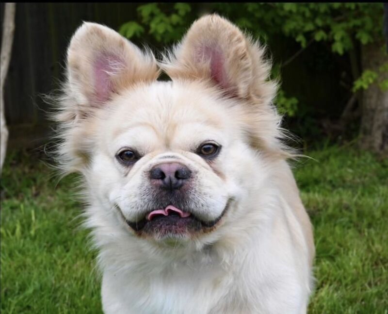 French Bulldog puppies for sale in Worcester Park, Greater London – KC registered, 3 years old