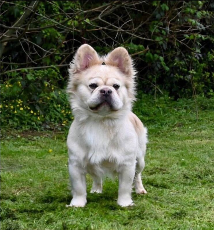 French Bulldog puppies for sale in Worcester Park, Greater London – KC registered, 3 years old - Image 2 of 6