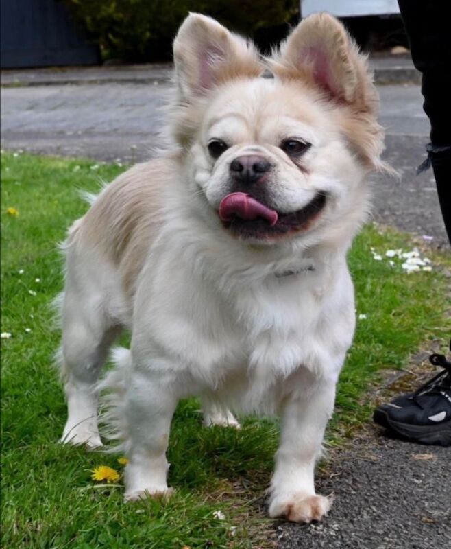 French Bulldog puppies for sale in Worcester Park, Greater London – KC registered, 3 years old - Image 3 of 6