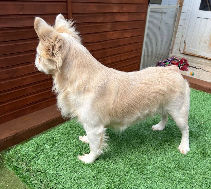 French Bulldog puppies for sale in Worcester Park, Greater London – KC registered, 3 years old - Image 4 of 6