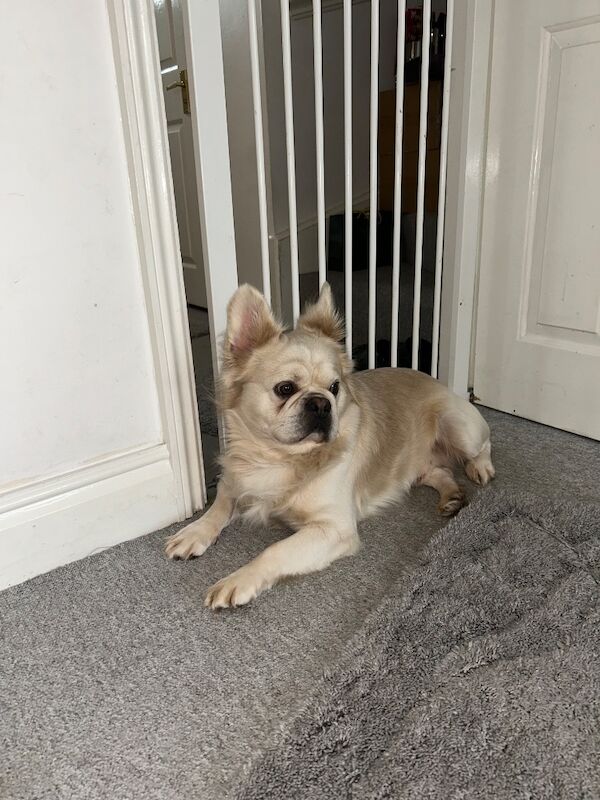 French Bulldog puppies for sale in Worcester Park, Greater London – KC registered, 3 years old - Image 5 of 6