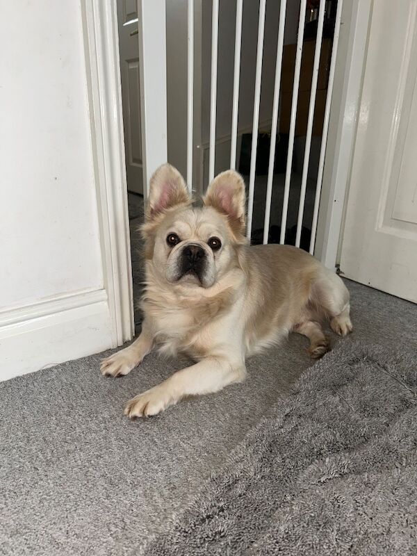 French Bulldog puppies for sale in Worcester Park, Greater London – KC registered, 3 years old - Image 6 of 6