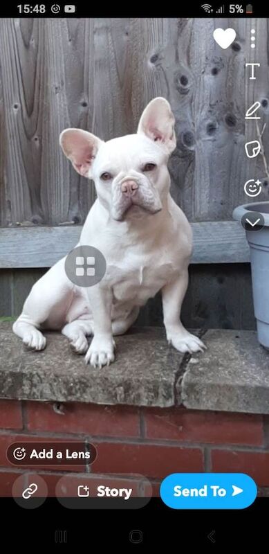 French Bulldog puppies for sale in Coventry, West Midlands – 3 years old