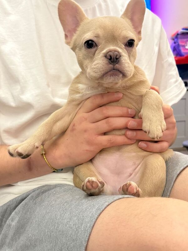 French Bulldog puppies for sale in Putney, London – 3 months old