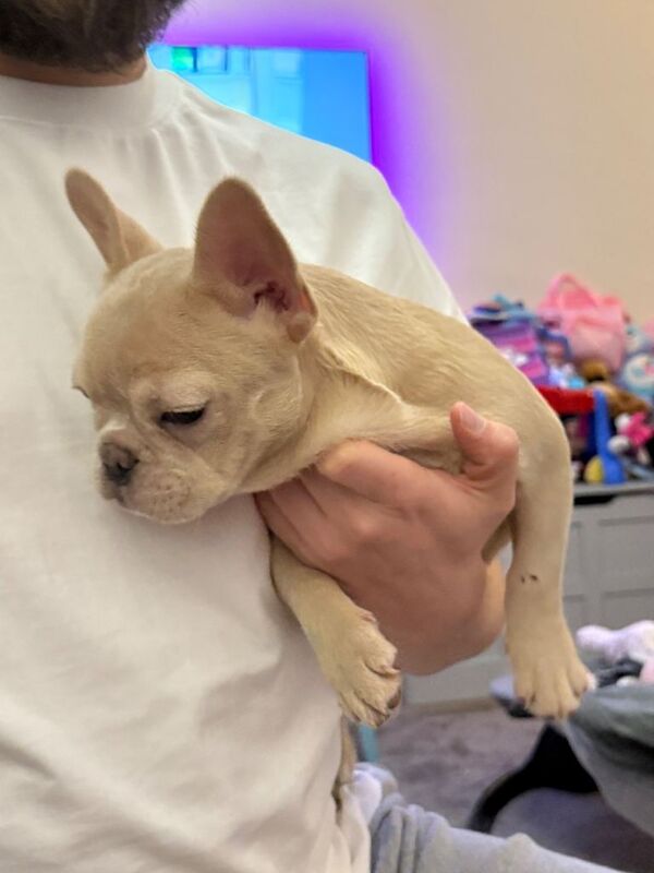 French Bulldog puppies for sale in Putney, London – 3 months old - Image 3 of 5