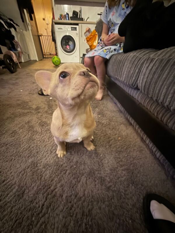 French Bulldog puppies for sale in Putney, London – 3 months old - Image 5 of 5