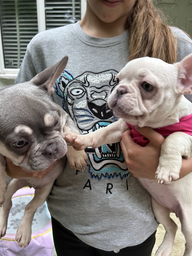 Cream KC reg French bulldog for sale in Harpenden, Hertfordshire | Image 4
