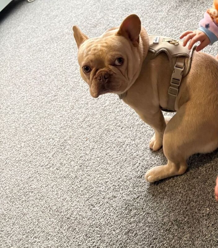 French Bulldog puppies for sale in Long Eaton, Derbyshire – 2 years old