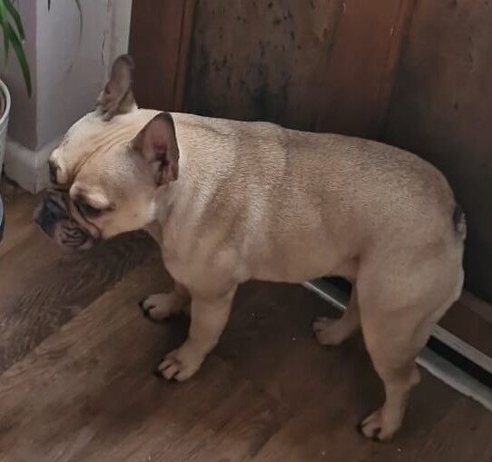 Crumpet 5 years old - Image 2 of 3