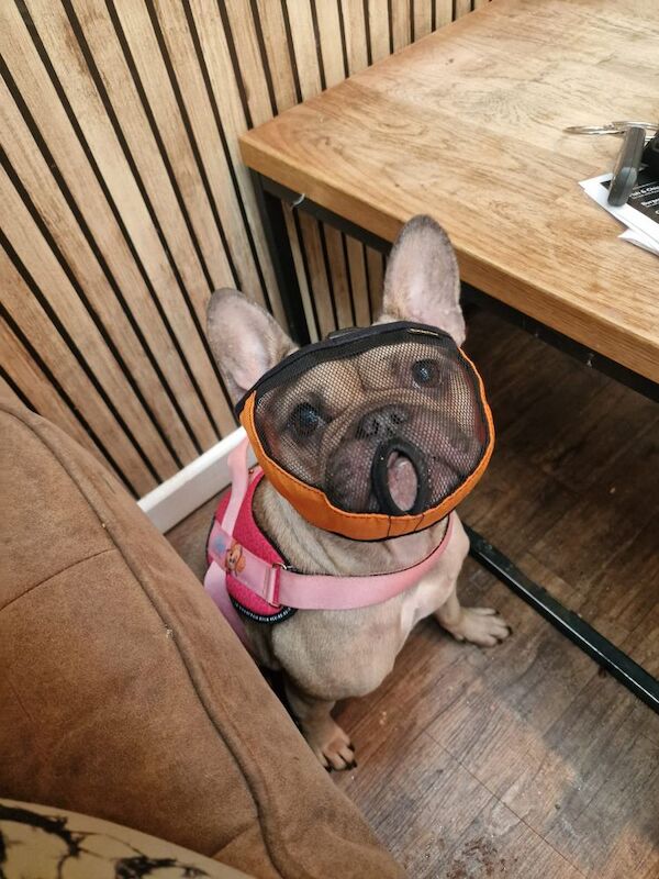 Crumpet 5 years old - Image 3 of 3