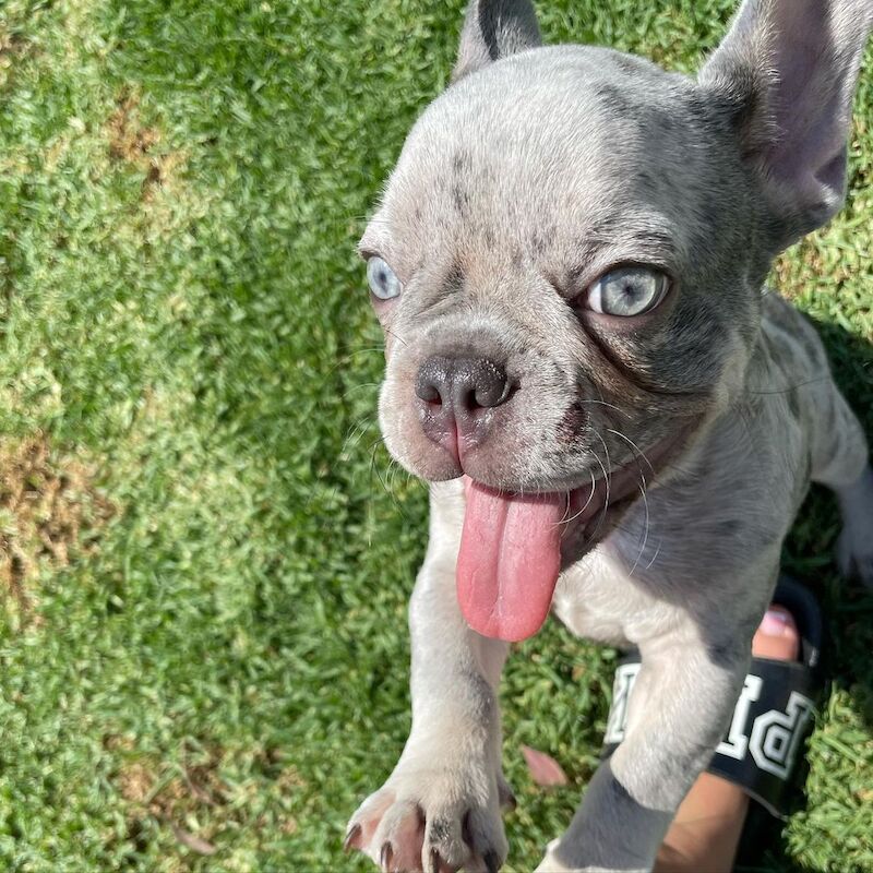 Cute French Bulldog Pups for sale in Birmingham, West Midlands | Image 3