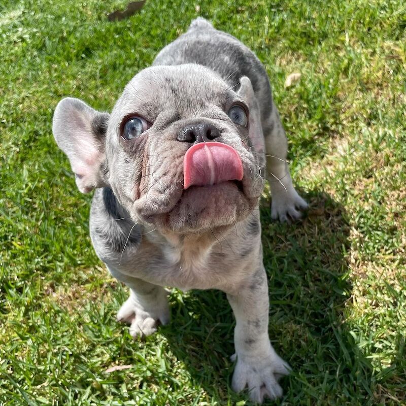 Cute French Bulldog Pups for sale in Birmingham, West Midlands | Image 4