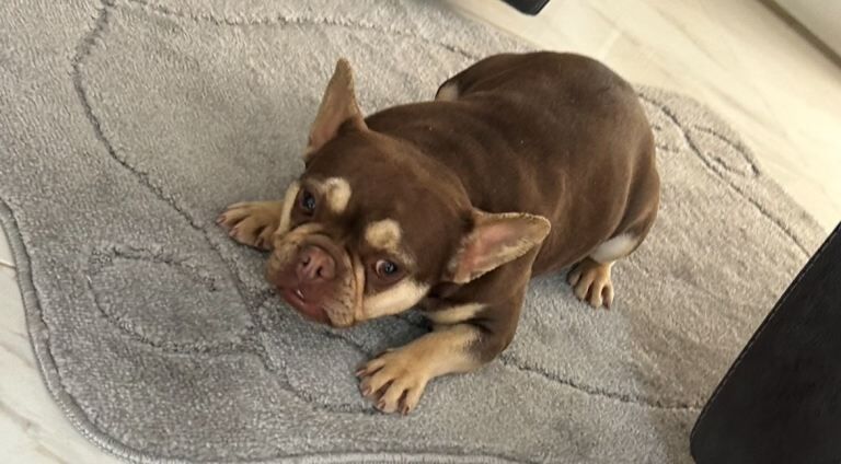 Daisy the frenchy