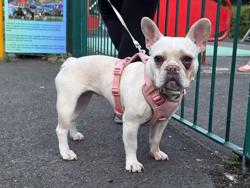 French Bulldog puppies for sale in Midsomer Norton, Somerset – KC registered, 1 year old