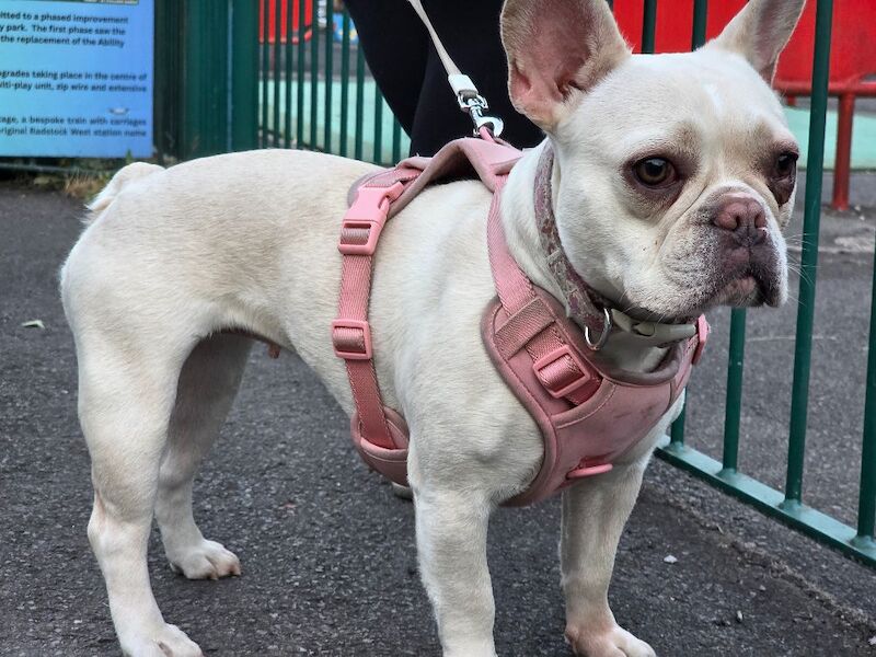 French Bulldog puppies for sale in Midsomer Norton, Somerset – KC registered, 1 year old - Image 2 of 3