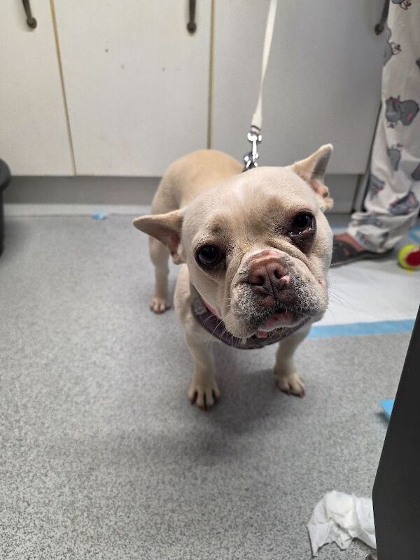 French Bulldog puppies for sale in Midsomer Norton, Somerset – KC registered, 1 year old - Image 3 of 3